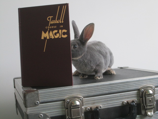 Bunny reading book on magic